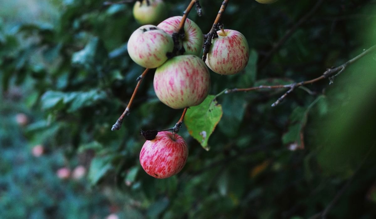 A Beginner's Guide to Planting Apple Trees in Autumn