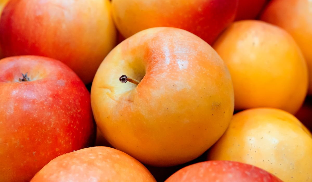 A Simple Guide to Home Cider Making