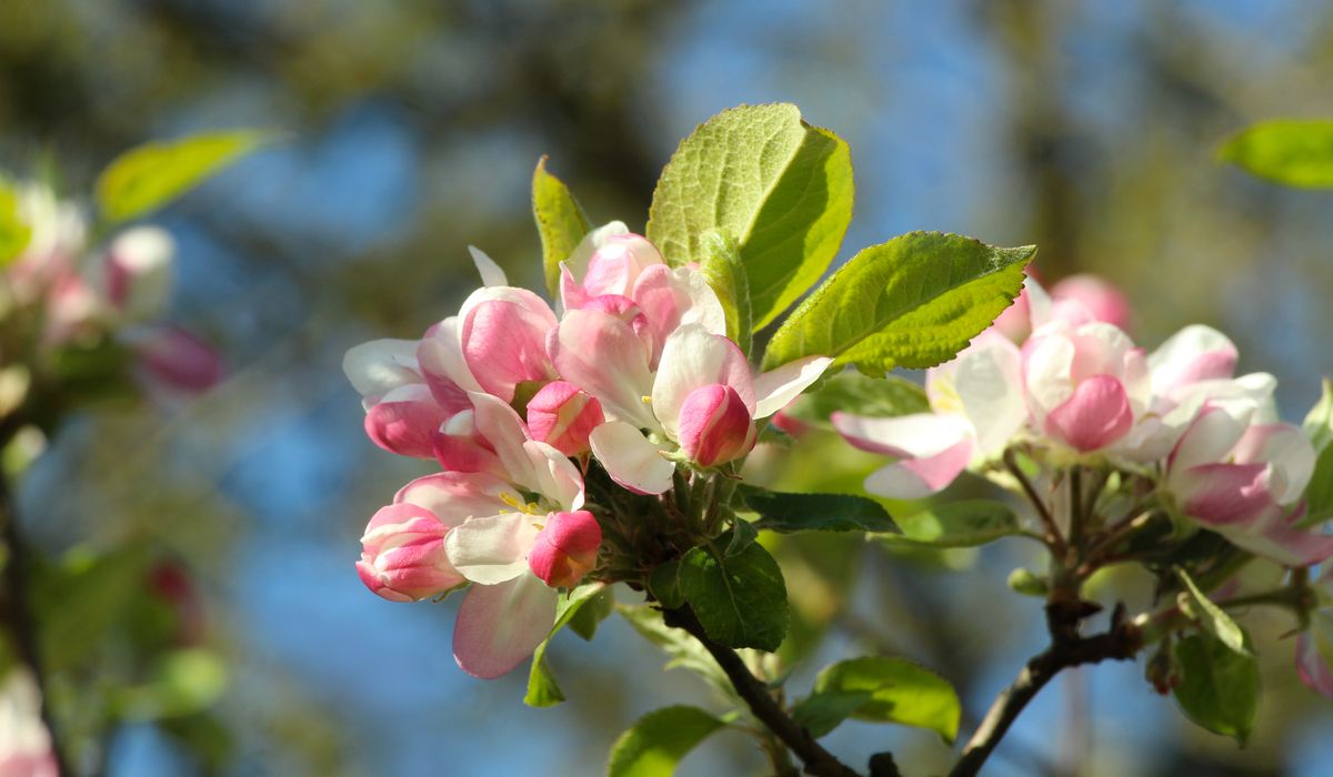 Cooking with Cider in British Recipes