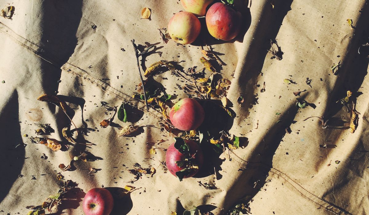 Creating Wildlife-Friendly Habitats in Traditional Orchards