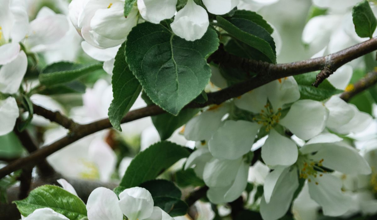 Essential Tools for Looking After Apple Orchards