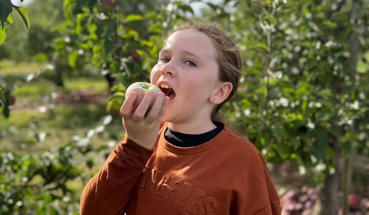 How to Choose the Best Apple Varieties for Your Garden