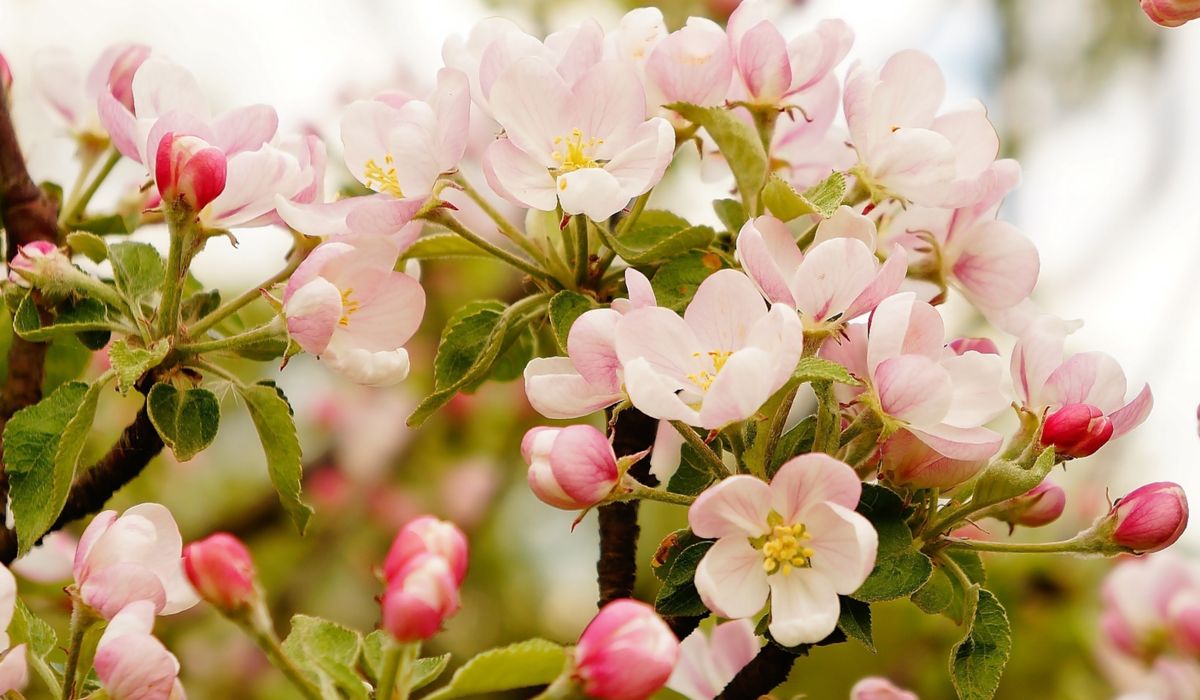 How to Graft Apple Trees Successfully