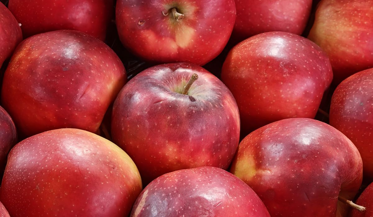 How to Prune Apple Trees for Better Fruit