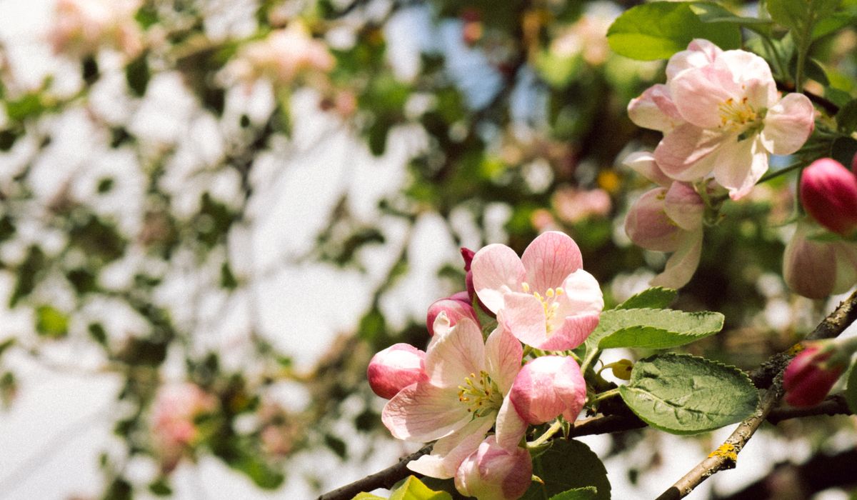 Identifying Apple Varieties by Taste and Texture