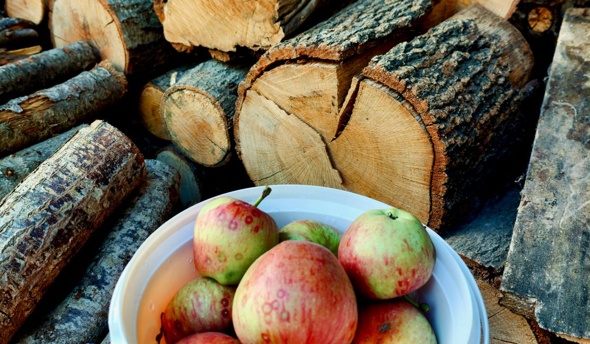 Recognising Common Apple Tree Diseases and Pests