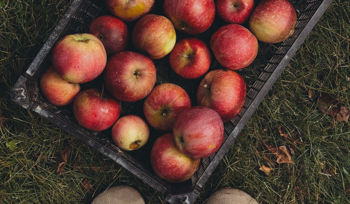 Seasonal Jobs in the Apple Orchard
