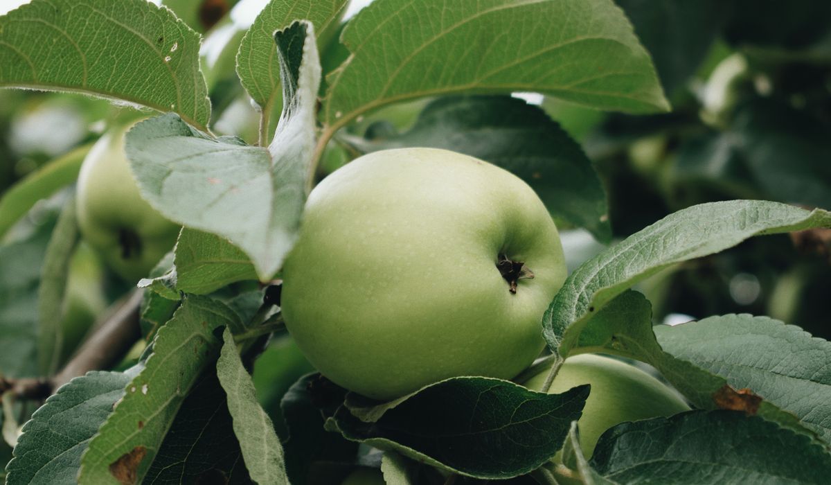 The Heritage of British Apple Growing