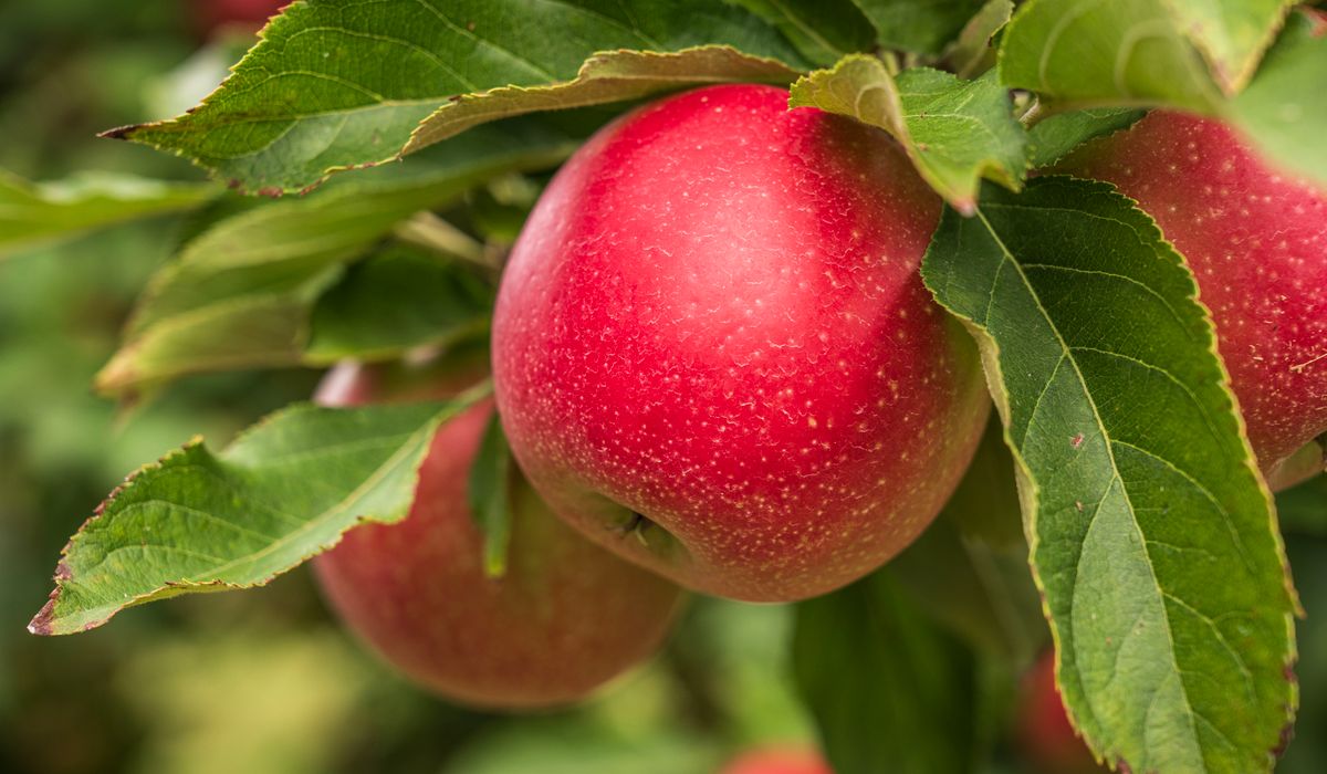 Traditional Orchard Management Through the Seasons