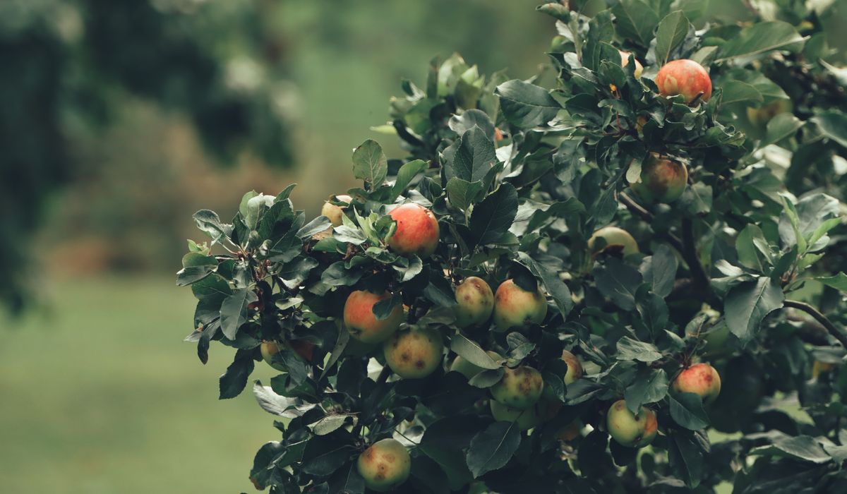 Understanding Apple Rootstocks for Small Gardens