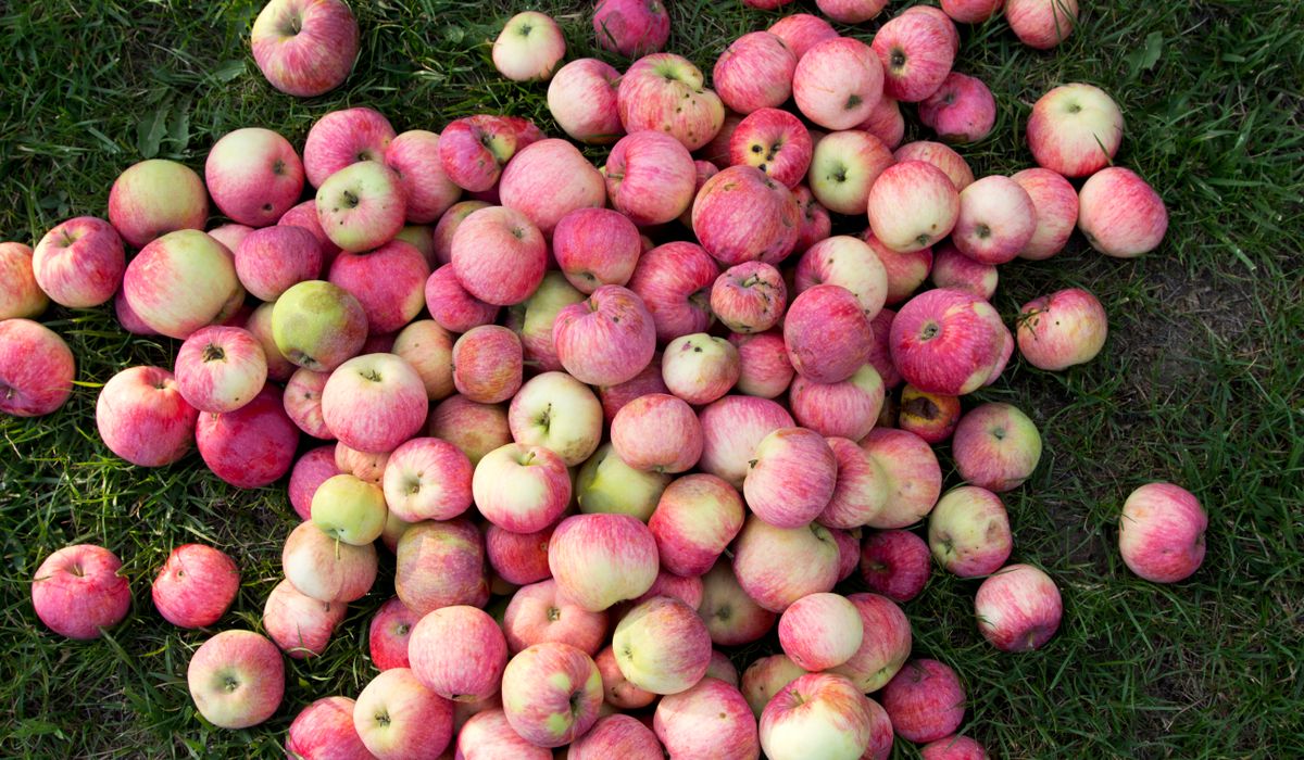 Understanding Cider Apple Varieties and Blending