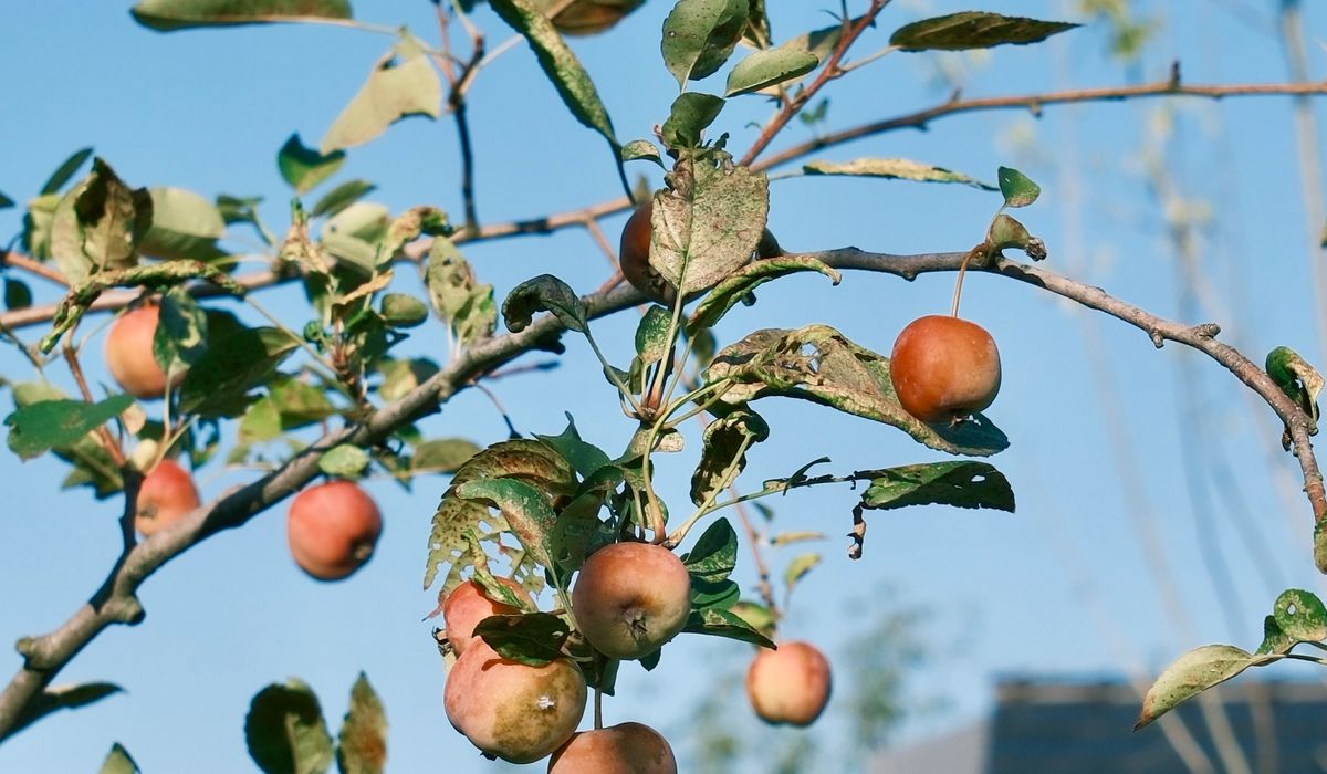Visiting Traditional Orchards in the British Countryside
